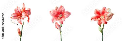 Red amaryllis blooming on a transparent background photo