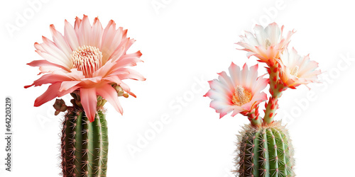 Cactus isolated on a transparent background close up