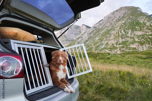 Sticker dog in box at car in a cage