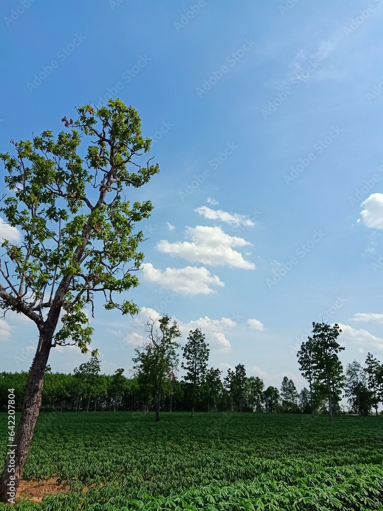 natural landscape sky trees cassava plantation