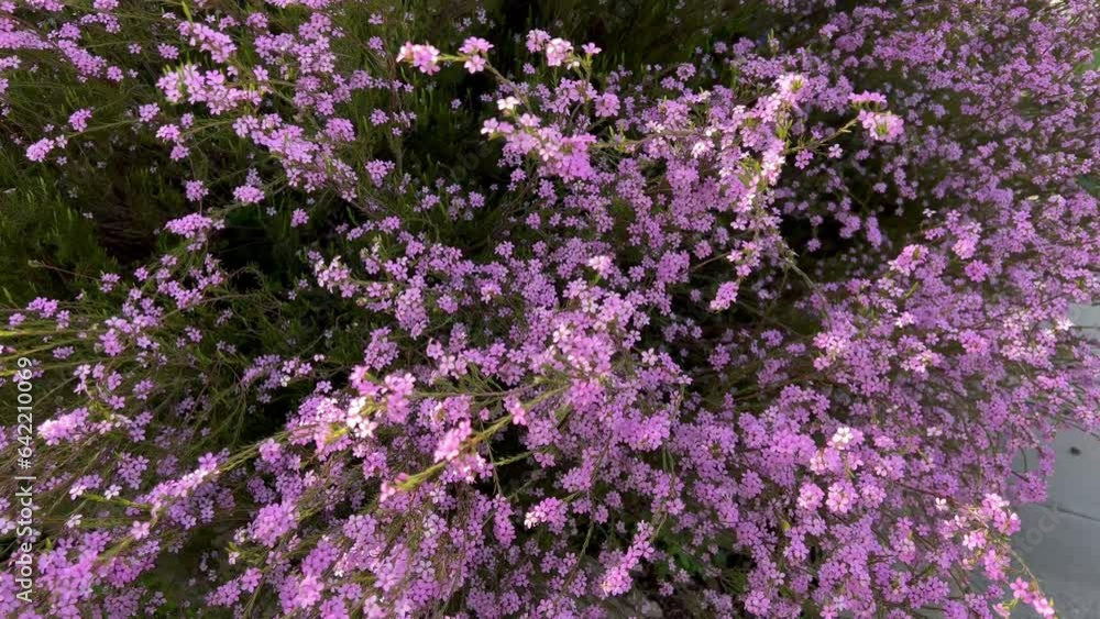 Breath of heaven flowering plant Breath of heaven flowering plant