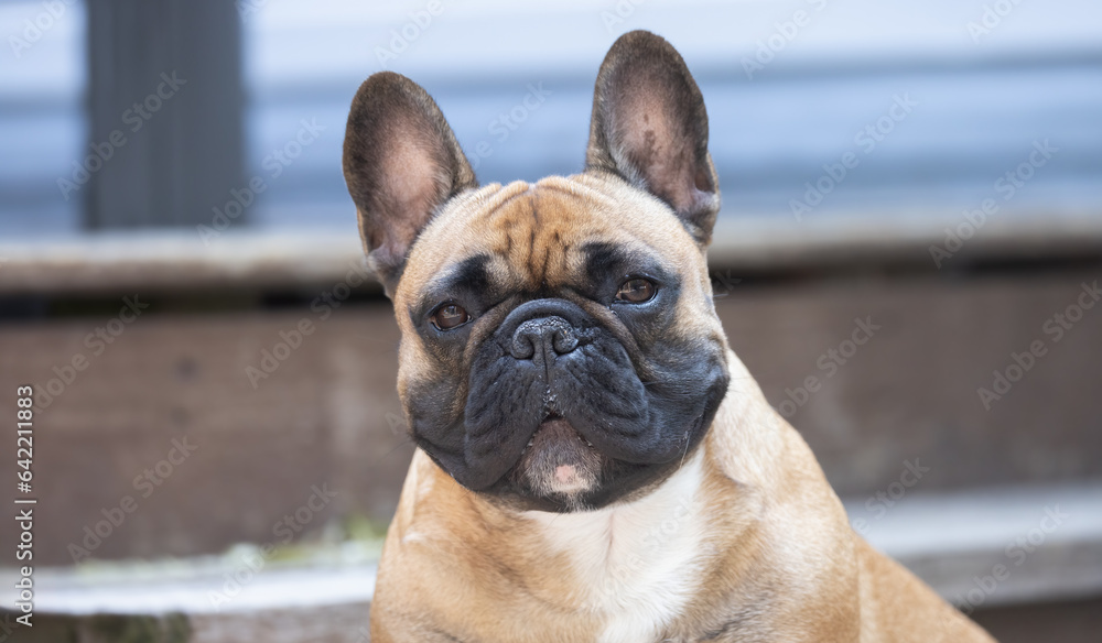 Pet Dog, Captivating Beauty: The Alluring Face of a Handsome French Bulldog