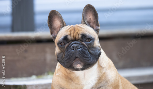 Pet Dog, Captivating Beauty: The Alluring Face of a Handsome French Bulldog © touchedbylight
