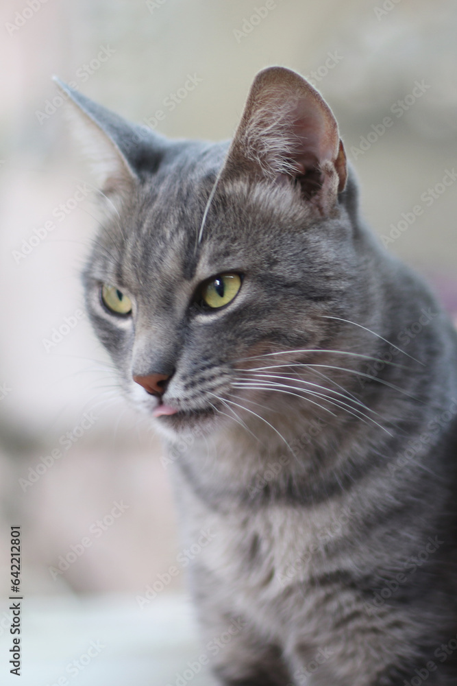 gray shorthair tabby yellow-eyed cat shows his tongue