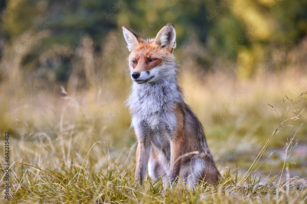 Red Fox on blurred background in natural habitat (Vulpes vulpes). Red Fox on blurred background in natural habitat (Vulpes vulpes).