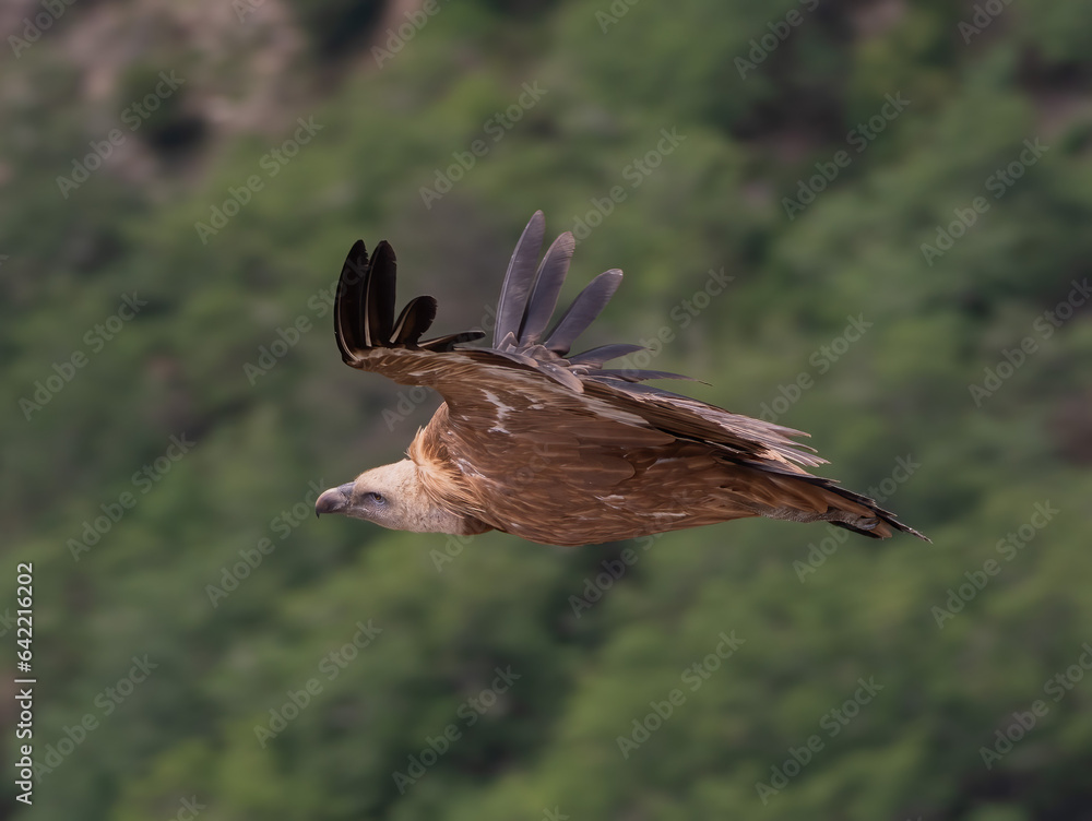 Fototapeta premium red tailed hawk