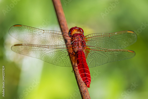 dragonfly on a branch © Alvaro
