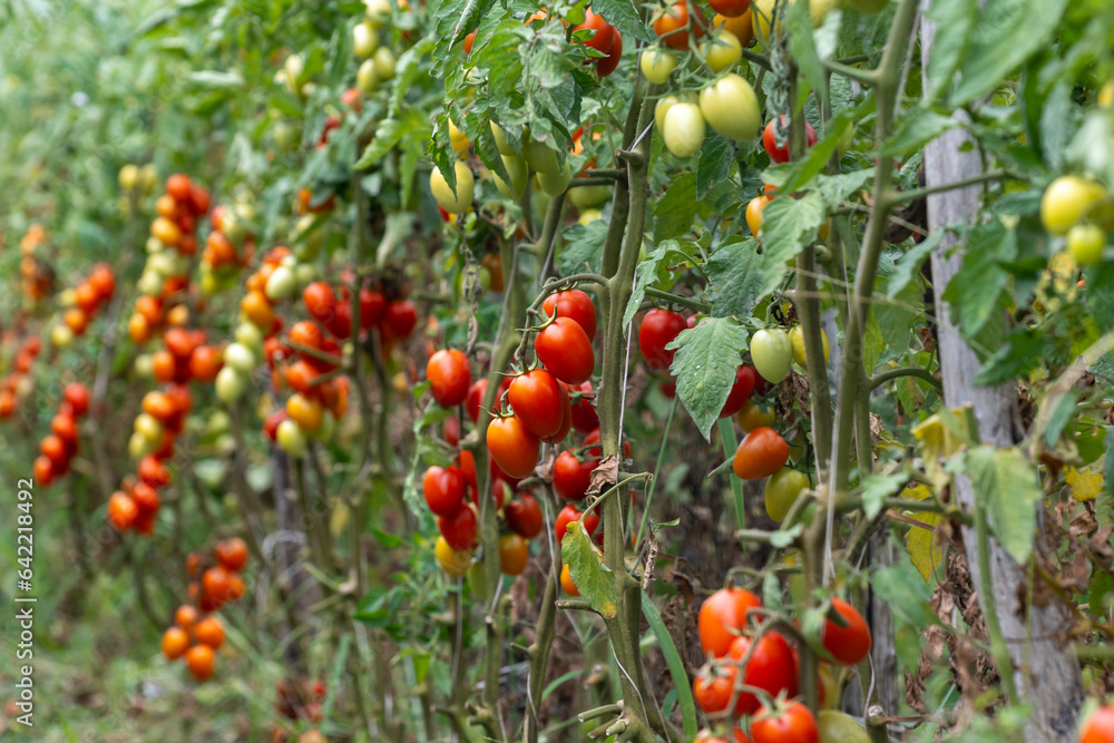 Growing of red salad or sauce tomatoes on greenhouse plantations in Fondi, Lazio, agriculture in Italy