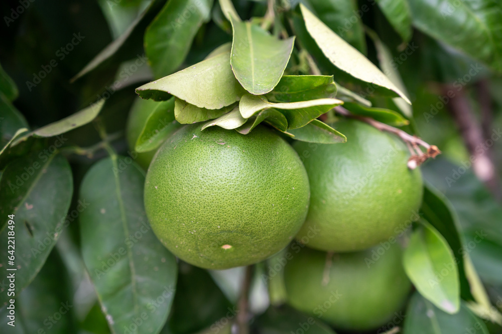 Tangerine mandarin tree with many green unripe citrus fruits Tangerine mandarin tree with many green unripe citrus fruits