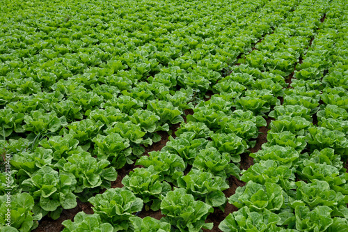 Farm field with rows of young fresh green romaine lettuce plants growing outside under italian sun, agriculture in Italy. photo