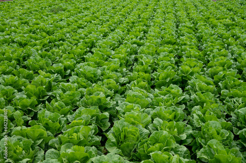 Farm field with rows of young fresh green romaine lettuce plants growing outside under italian sun, agriculture in Italy. © barmalini