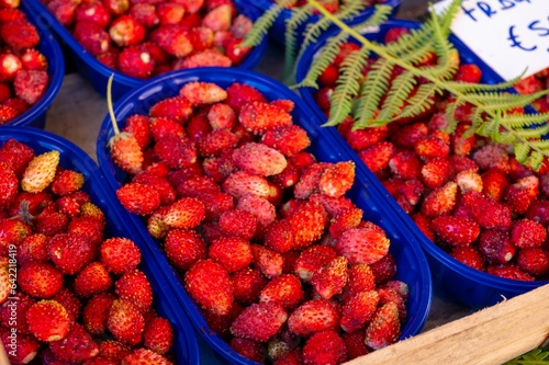 Box of ripe red wild strawberries for sale in small town Nemi, Castelli Romani, near Rome, Italy. English translation is wild strawberry,