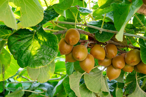 New harvest of golden or green kiwi, hairy fruits hanging on kiwi tree in orchard in Italy