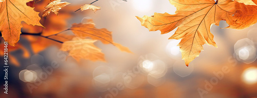autumn leaves in the sun. autumn leaves background