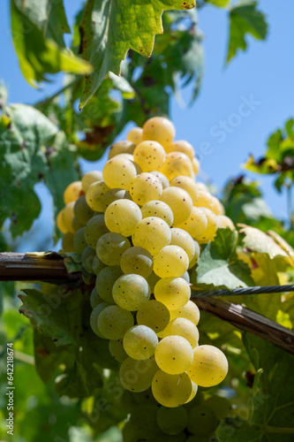 Vineyard with growing white wine grapes in Lazio, Italy, chardonnay and malvasia grapes photo