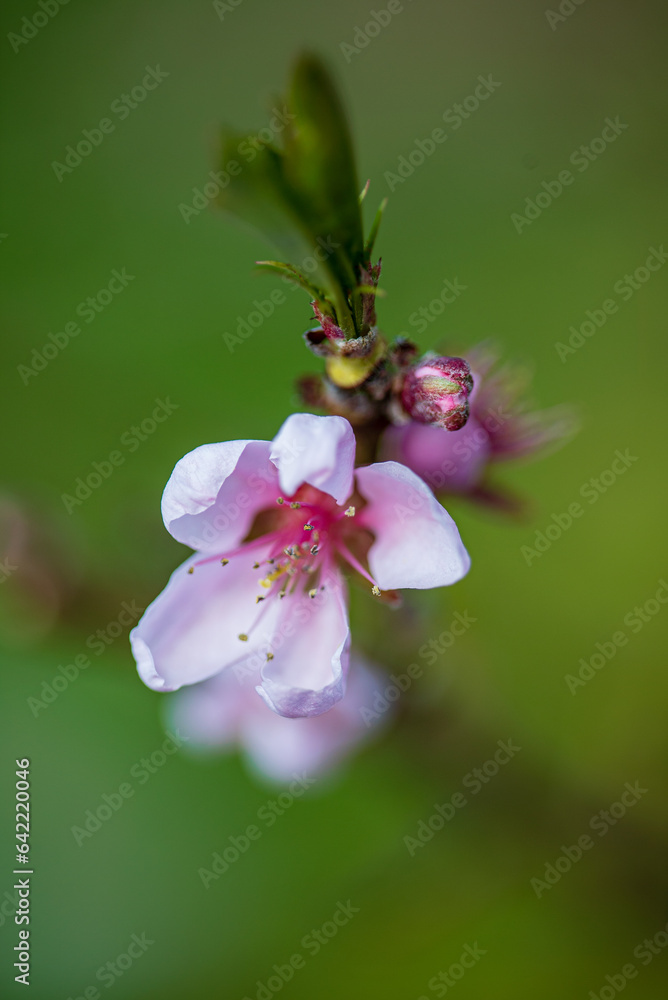 almond flowers in spring garden almond flowers in spring garden