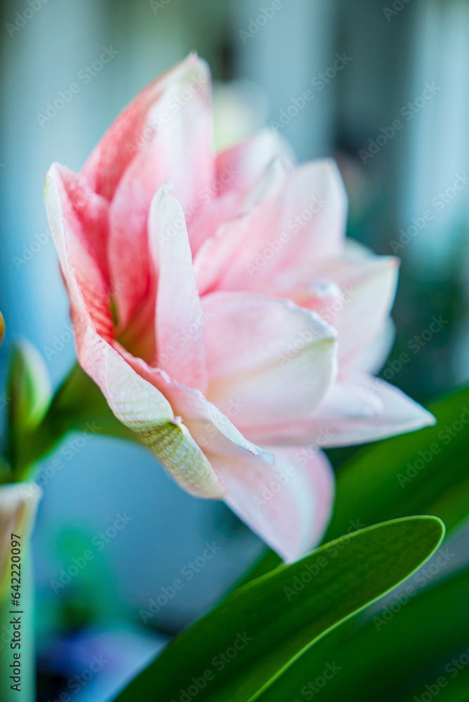 Fototapeta premium amaryllis flower in the pot