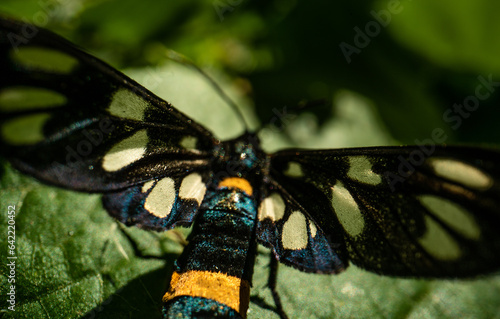 Nine-spotted moth (Amata phegea) on a leaf, macro close-up photo