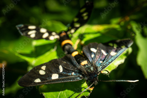 Nine-spotted moths (Amata phegea) mating on a leaf, macro close-up photo