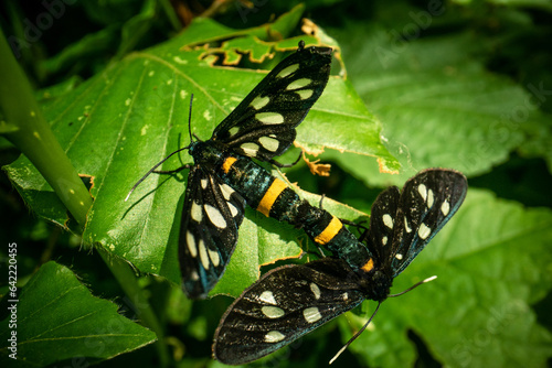 Nine-spotted moths (Amata phegea) mating on a leaf photo