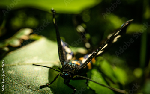 Nine-spotted moths (Amata phegea) mating on a leaf, macro close-up photo