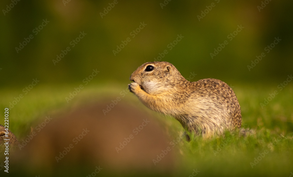 European ground squirrel (Spermophilus citellus) on a green meadow, eating European ground squirrel (Spermophilus citellus) on a green meadow, eating