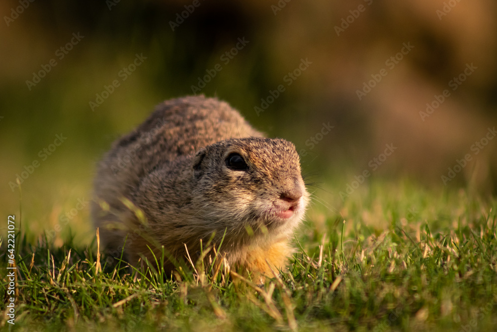 European ground squirrel (Spermophilus citellus) on a green meadow at sunset, close-up European ground squirrel (Spermophilus citellus) on a green meadow at sunset, close-up