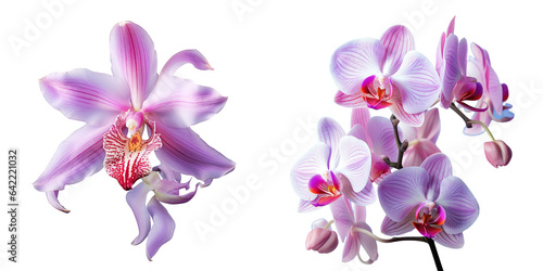 Orchid filled day transparent background