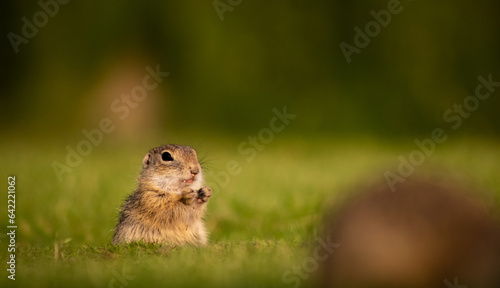 Young European ground squirrel (Spermophilus citellus) on a green meadow, eating