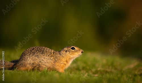 European ground squirrel (Spermophilus citellus) on a green meadow