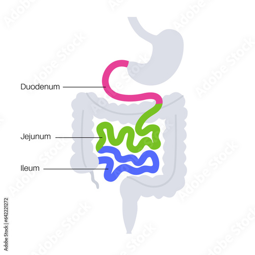 Tiny intestine poster
