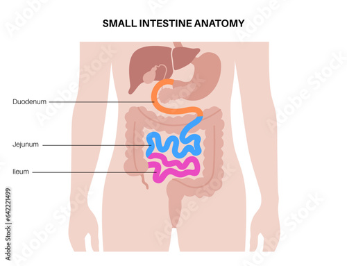Tiny intestine poster