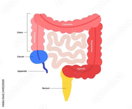 Large intestine anatomy