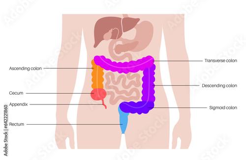 Large intestine anatomy