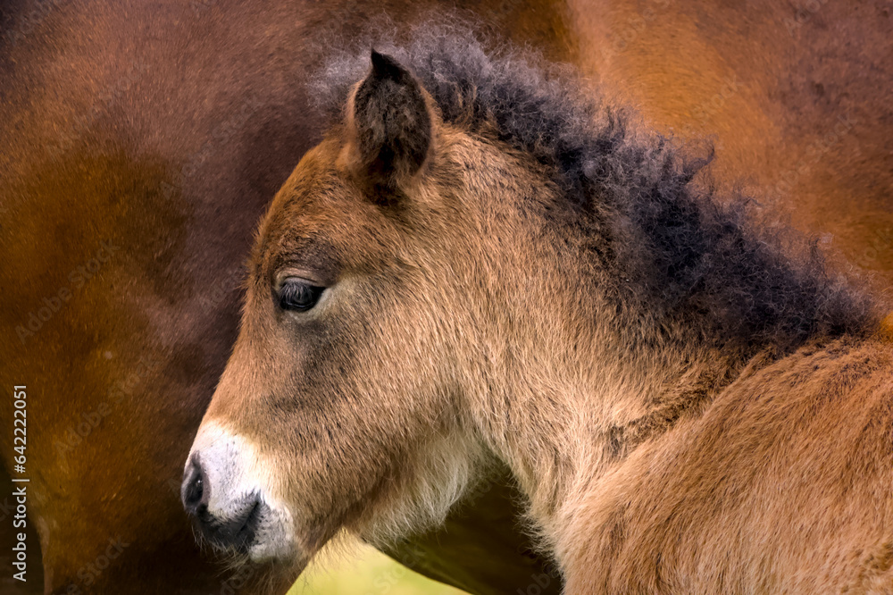 Cute portrait of a brown Icelandic Horse foal Cute portrait of a brown Icelandic Horse foal
