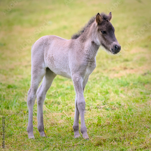 A very cute and awesome dun colored icelandic horse foal in the meadow