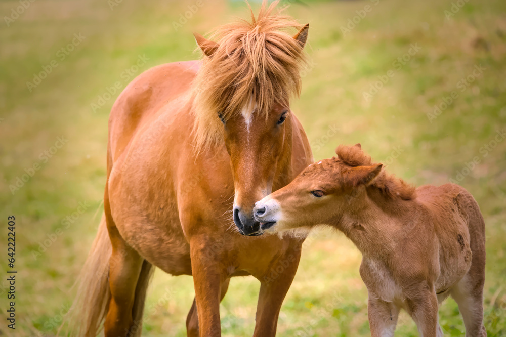 Fototapeta premium a chestnut brown mare of an Icelandic Horse with it`s lovely foal in the meadow