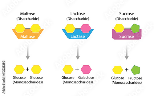 Carbohydrates Digestion. Maltase, Sucrase and Lactase Enzymes catalyze Disaccharides Maltose, Lactose and Sucrose to Monosaccharides, glucose, galactose and Fructose molecules. Vector Illustration.