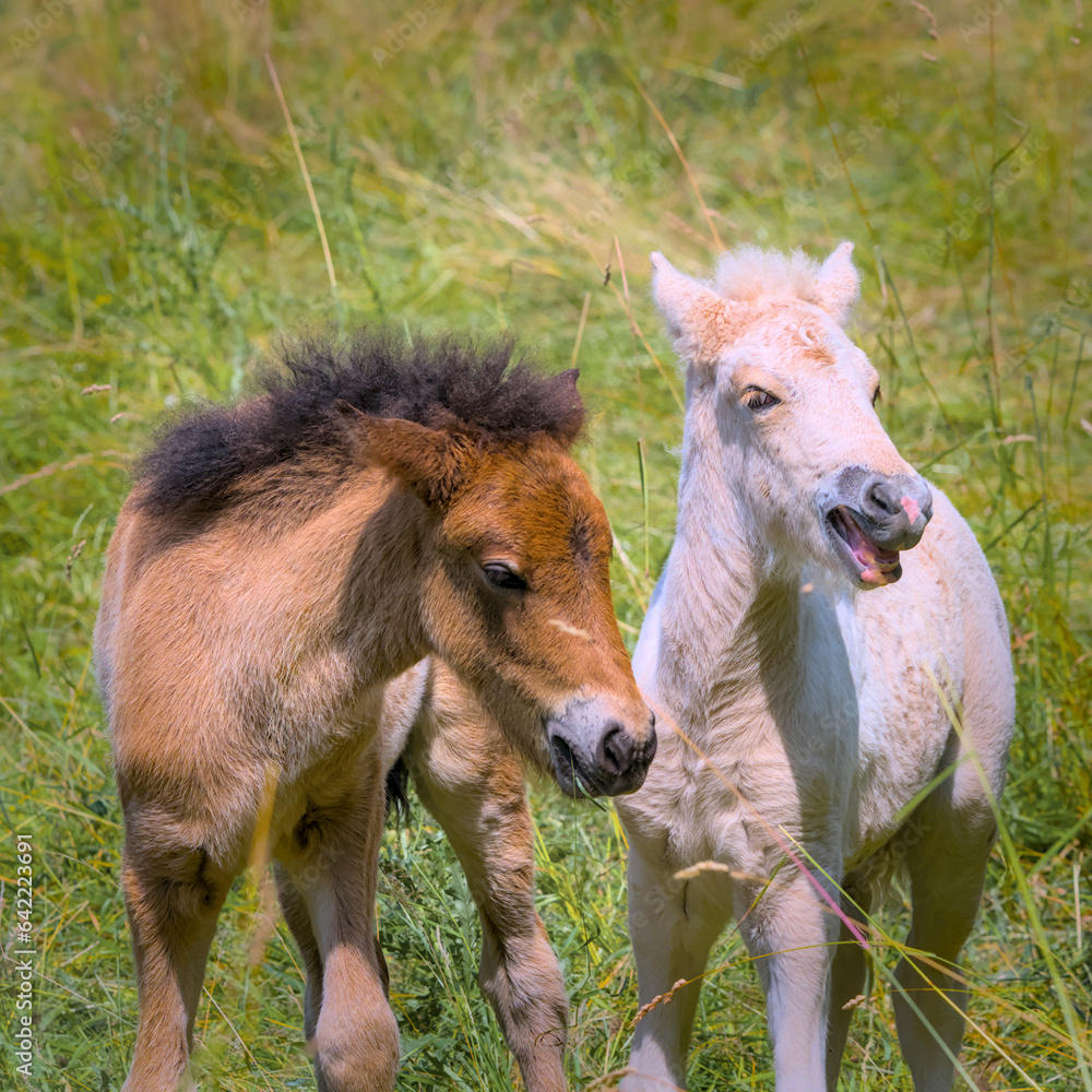 Fototapeta premium two lovely icelandic foals are playing together