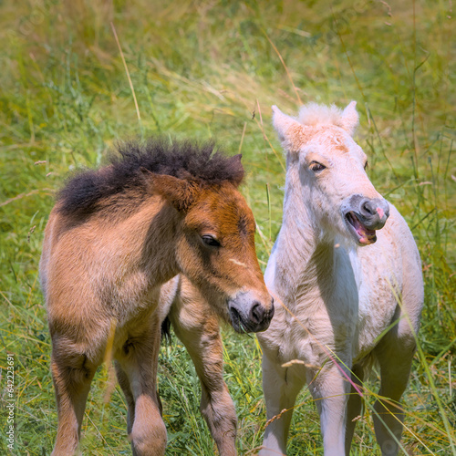 two lovely icelandic foals are playing together
