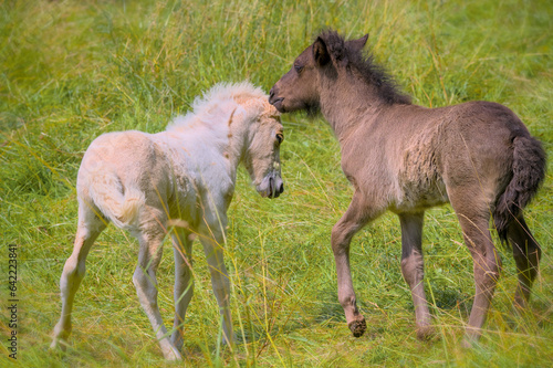 A dark and a white foal of Icelandic horses are playing together in the meadow