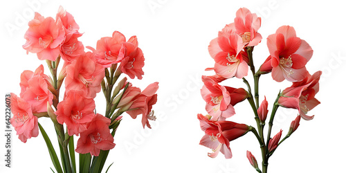 Fototapeta red gladioli blossoms transparent background