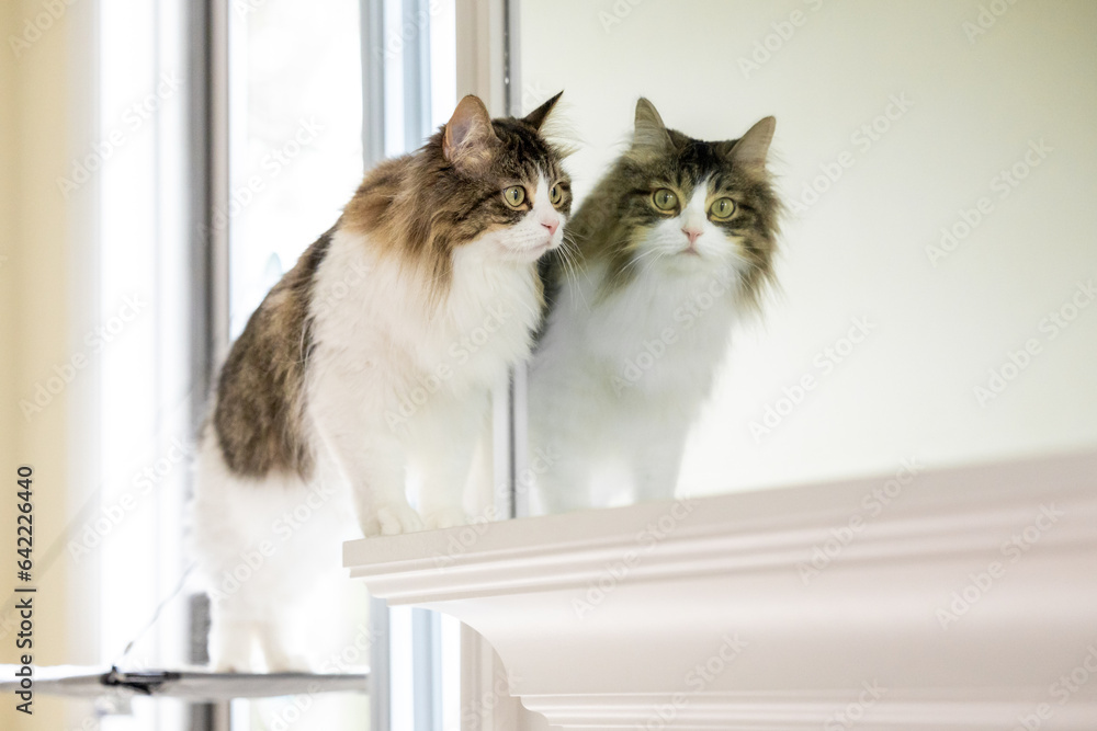 A long-haired tabby cat walking in front of a mirror
