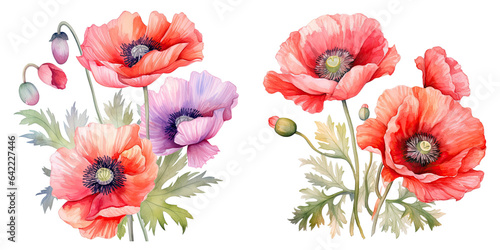 Watercolor set of poppy flowers and leaves pattern on a transparent background