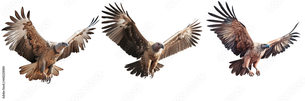 Obraz premium Griffon vulture in flight transparent background