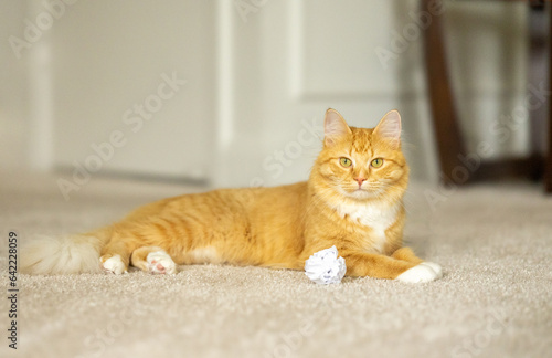 An orange tabby cat lying on cream carpet