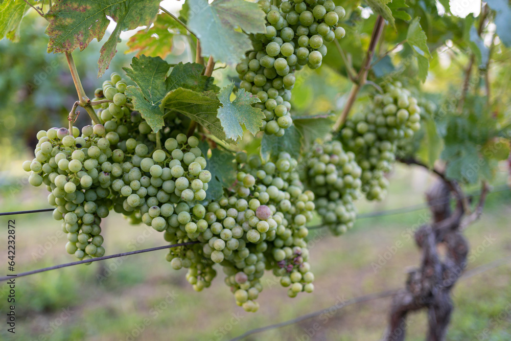 Vine full of white grapes before harvest