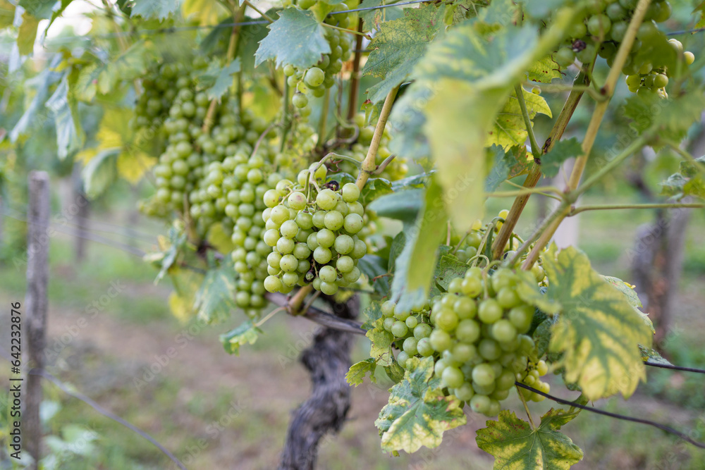 Close-up of white grapes on the vine before harvest Close-up of white grapes on the vine before harvest