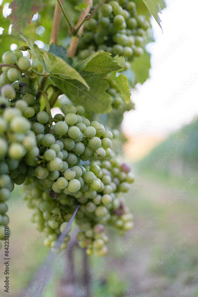 Vertical shot of white grapes on the vine Vertical shot of white grapes on the vine
