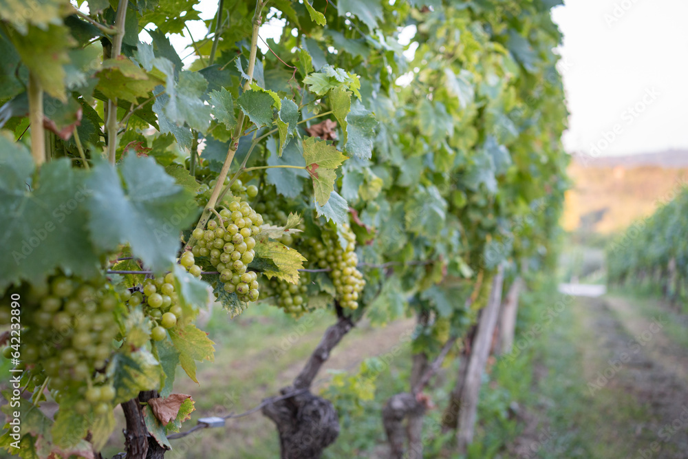 Muscat grapes hanging on the vine with a blurred background. Slovenia